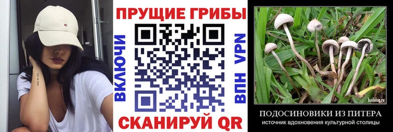Псилоцибиновые грибы Psilocybine cubensis Невьянск